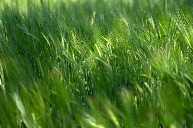 성장하는 녹색 밀밭 세부 사항