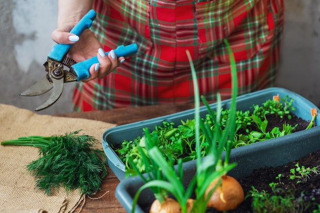 집에서 자신의 손으로 채소를 재배하십시오. 집에서 재배한 친환경 제품입니다. 홈케어 미니정원