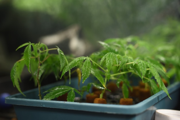 Growing hemp cuttings in indoor cultivation