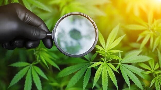 Growing hemp for the production of cannabis cbd oil. hemp bush\
with magnifying glass in hand with black glove. beautiful\
conceptual background with sunbeam