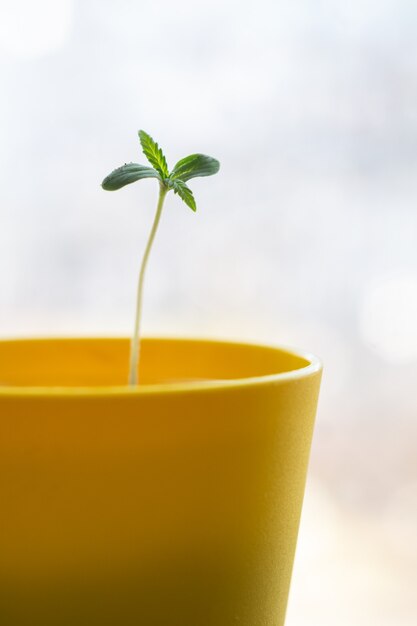 Growing hemp on the windowsill. Sprouted hemp in yellow cup