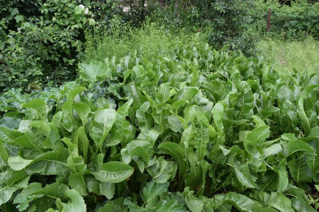 Growing horseradish in the backyard garden