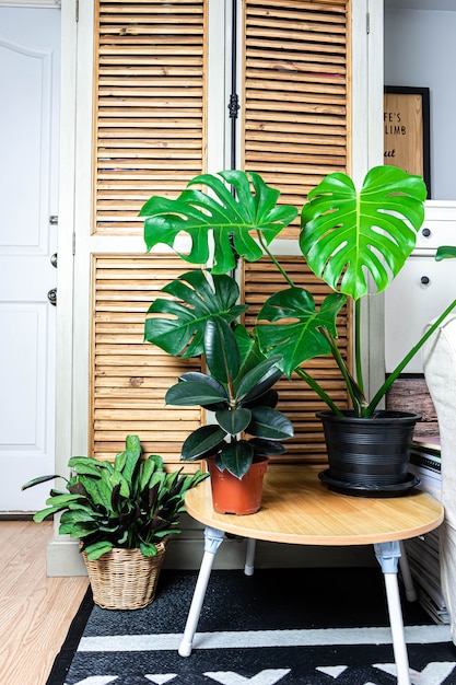 Photo growing house plants in a room