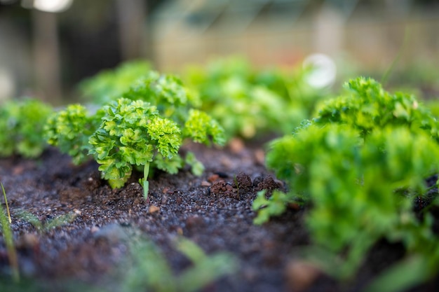 growing kale broccoli and leeks in a sustainable regenerative food farm in a field on an agricultural farm in australia