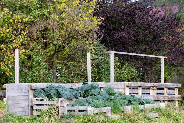 Photo growing kale in a vegetable garden