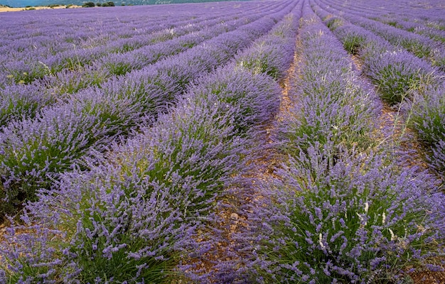 Growing lavender flowers in the field