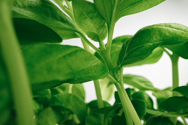 Growing leaves of micro green plant macro photo