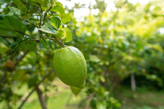 Growing lemon on tree at Vegetable garden