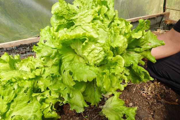 growing lettuce in the backyard garden fresh lettuce leaves from the garden