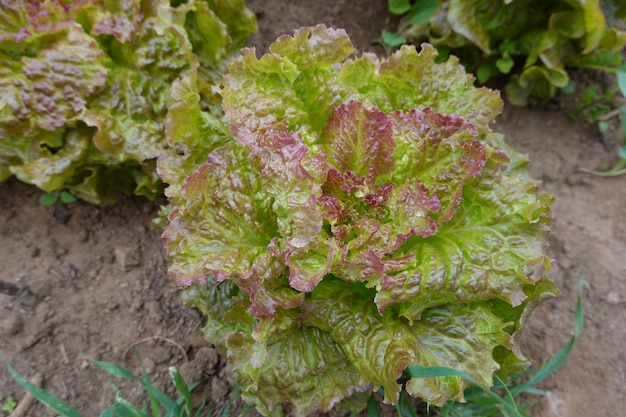 growing lettuce in the backyard garden Lettuce varieties in the ground lettuce growing