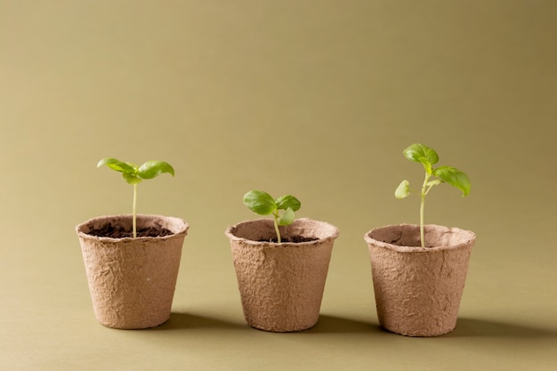 Foto crescere il concetto di vita con i fiori