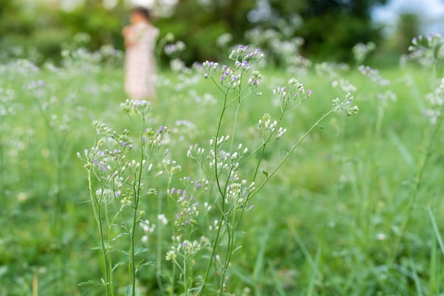 夏に畑で小さな鉄草を育てる。