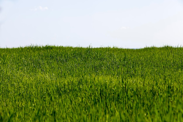 Growing livestock feed green oats in a large field