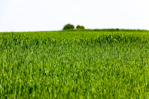 Growing livestock feed green oats in a large field