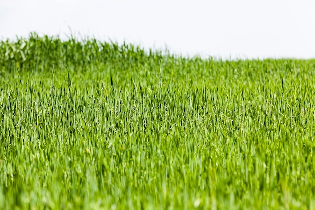 Growing livestock feed green oats in a large field