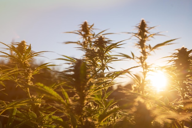 Photo growing marijuana plant on the sunset