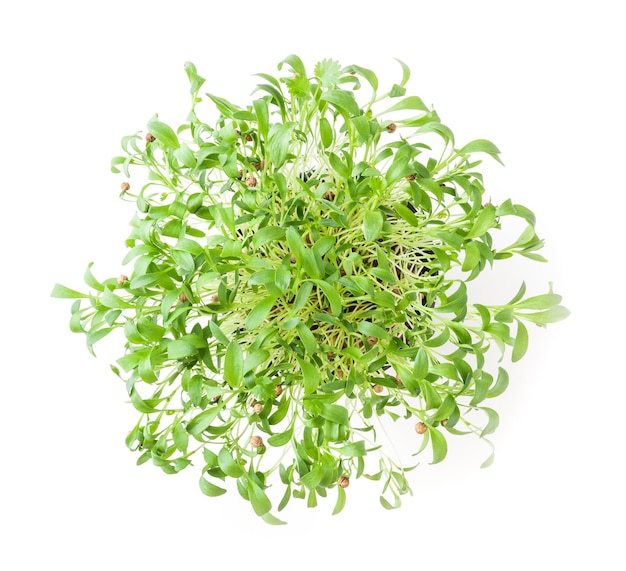 Growing micro greens coriander sprouts isolated on white background