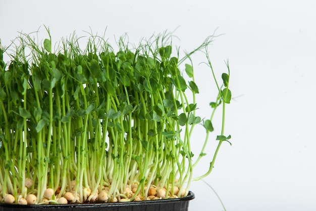 growing micro plants at home or raw plants for vegans