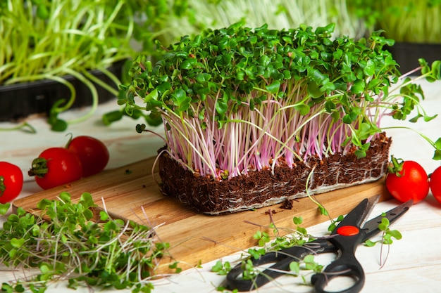 Photo growing micro plants at home or raw plants for vegans