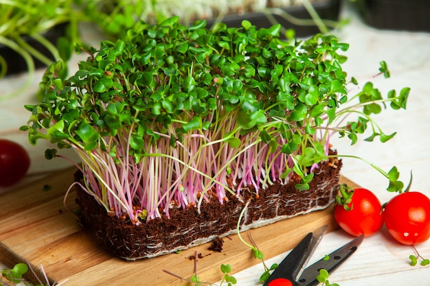 growing micro plants at home or raw plants for vegans