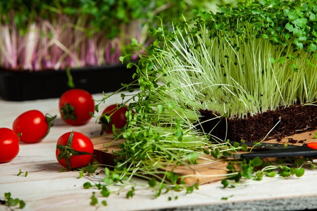 Growing micro plants at home or raw plants for vegans