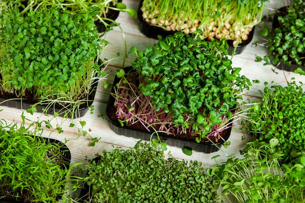 growing micro plants at home or raw plants for vegans