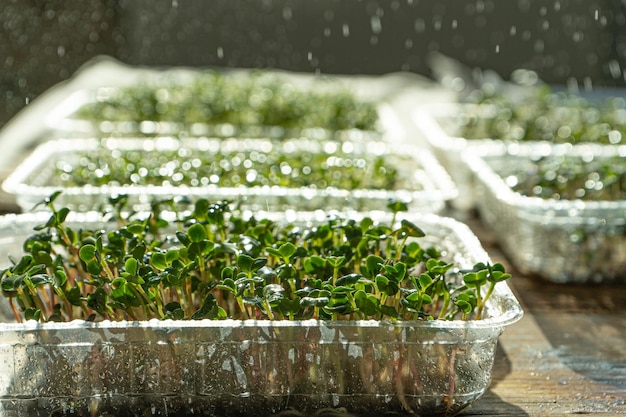 Coltivazione di microgreen in vassoi di plastica germinazione dei semi per alimenti ecologici vegani set di diverse piante orto domestico sul davanzale della finestra concetto biologico amichevole fattoria urbana