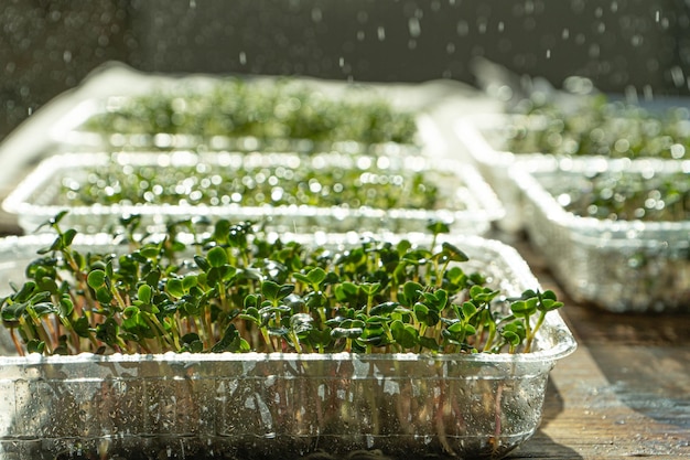 Growing microgreen in plastic trays Germinating seeds for vegan eco food Set of different plants House garden on the windowsill Organic friendly concept Urban farm