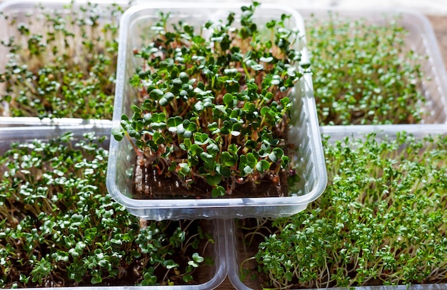 プラスチック製のトレーで育つマイクログリーン ビーガン エコ フードの種子の発芽 さまざまな植物のセット 窓辺の家の庭 オーガニック フレンドリーなコンセプト アーバン ファーム