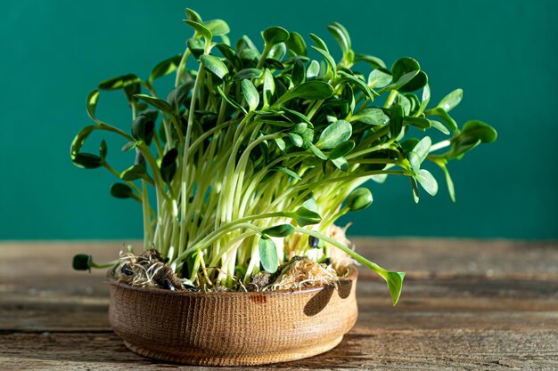 Growing microgreen in wooden bowl Sunflower leaves Germinating seeds for vegan eco food House garden on the table Organic friendly concept Urban farm Copy space Sunflowers seeds