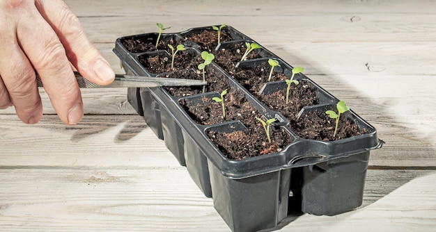 Growing microgreens Hand with tweezers planting young plant seedlings in cassettes with fertile soil