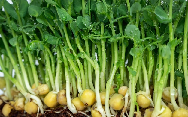 growing microgreens at home sprouted chickpeas closeup