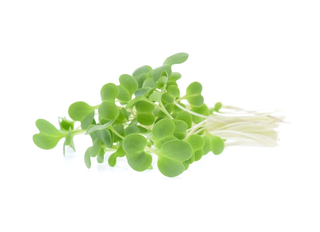 사진 흰색 절연 성장 microgreens