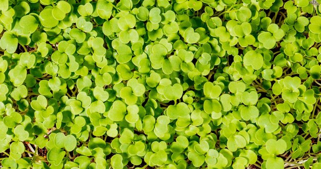 Growing microgreens Pattern of young shoots of arugula top view closeup