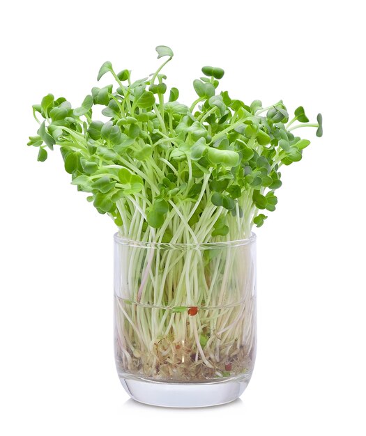 흰색에 성장하는 microgreens