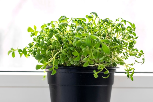 Growing microgreens on window Young raw sprouts of radishes and watercress in pots