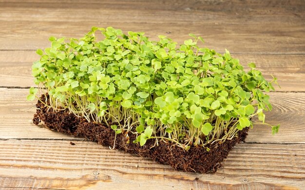 Growing microgreens Young shoots of arugula ready to eat on a wooden table Rustic style