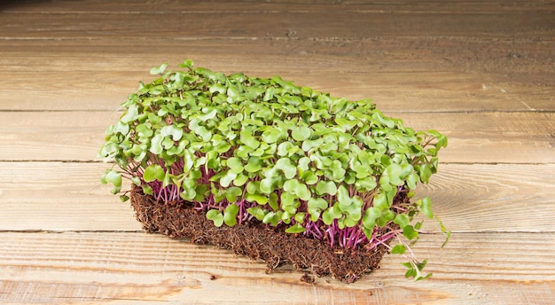 Growing microgreens Young shoots of cabbage ready to eat on a wooden table Rustic style