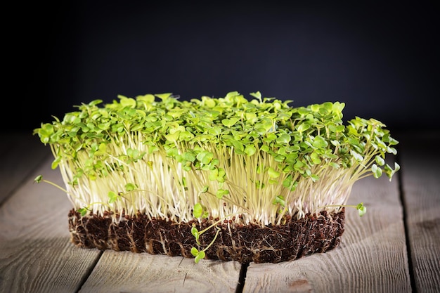 Growing microgreensgreen shoots of mustard closeup on a wooden backgroundfront view