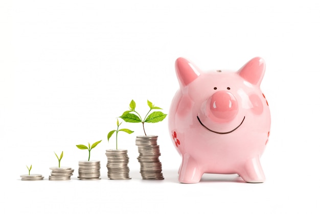 Photo growing money - plant on coins with pink piggy bank isolated on white