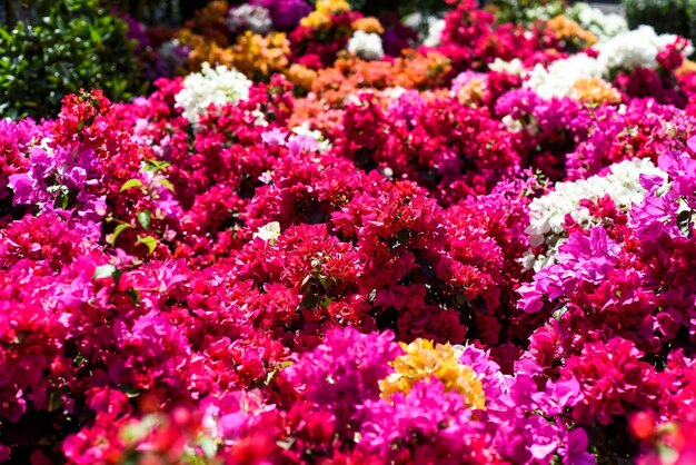 ベトナムのニャチャンで日光の下で色とりどりのブーゲンビリアの花を育てる