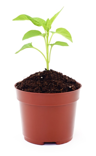 Growing new little plant in pot isolated on white.
