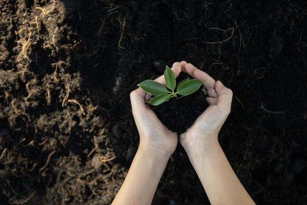 Photo growing and nurturing plant on fertilized soil contributing to co2 emission gyre