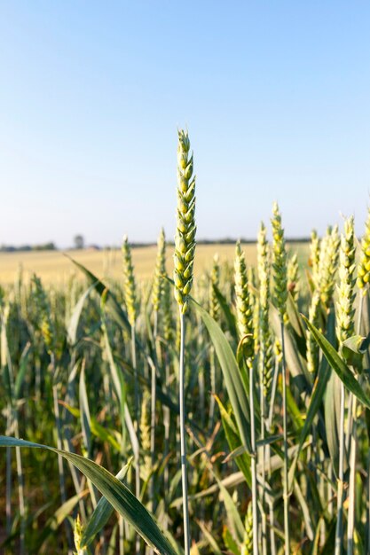 Фото Выращивается на сельскохозяйственных полях незрелой зеленой пшеницы.