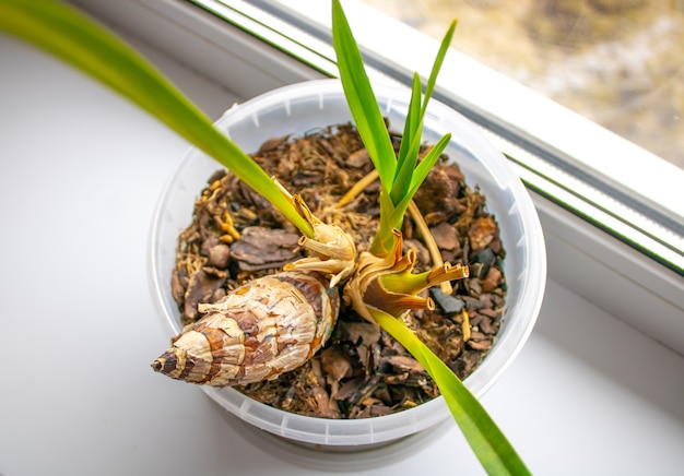 Growing an orchid from a bulb at home Orchids from Vietnam and Thailand Breeding of orchids