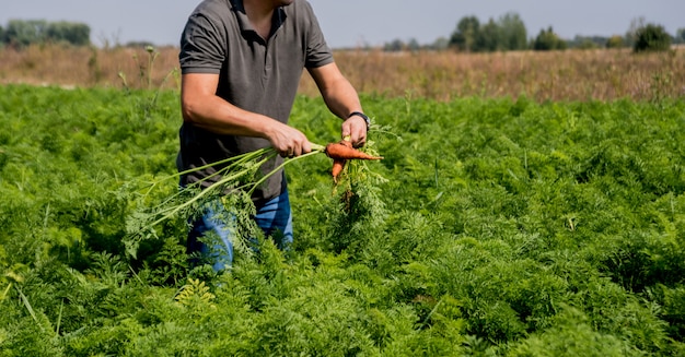 Выращивание органической моркови. Морковь в руках фермера. Свежеубранная морковь. Осенний урожай. Сельское хозяйство.