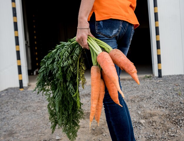 Growing organic carrots. Carrots in the hands of a farmer. Freshly harvested carrots. Autumn harvest. Agriculture.