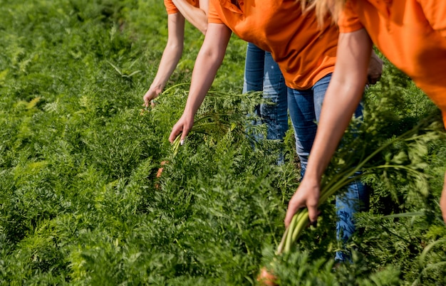 Growing organic carrots. Carrots in the hands a group of farmers. Freshly harvested carrots. Autumn harvest. Agriculture.