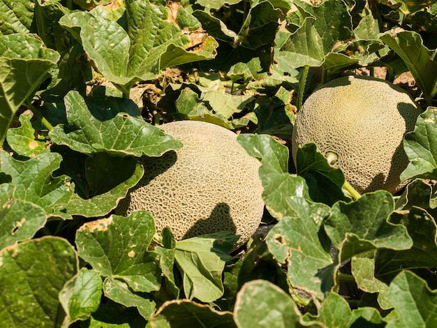 Growing organic vegetables on farm in Rocky Ford, Colorado.