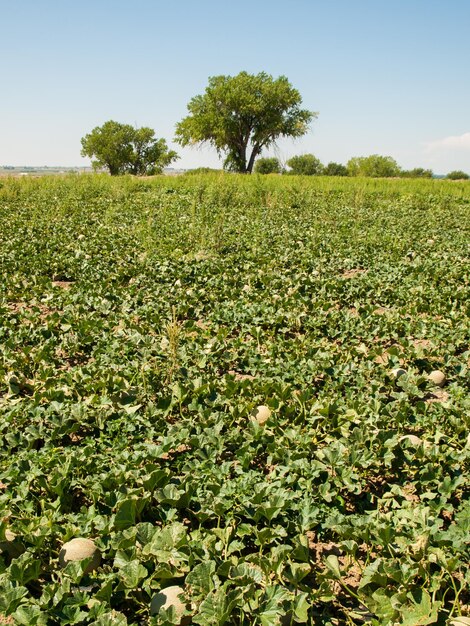 Growing organic vegetables on farm in Rocky Ford, Colorado.